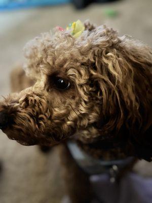 Charlie after an eye cleanup!