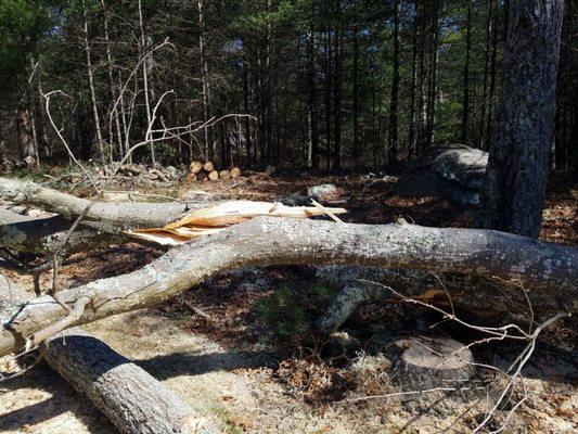 Coastal Timber Tree Service