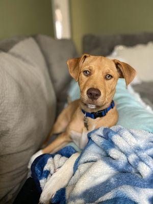 Loving Paws Pet Care