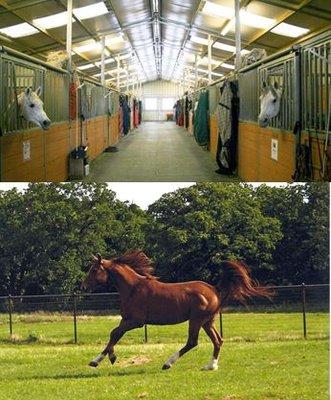 Spirit of Texas Arabians