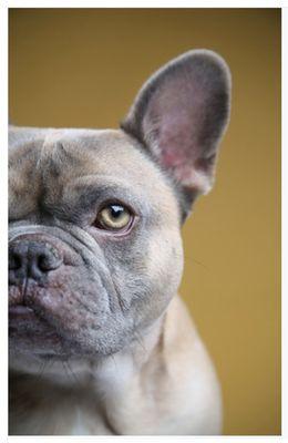 Mountainview Small Animal Hospital