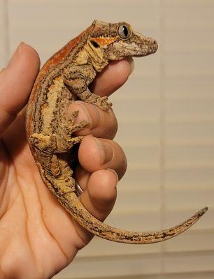 Gargoyle gecko