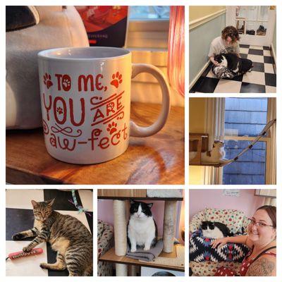 lanCATster Cat Cafe