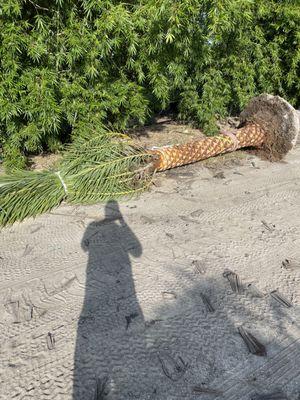 Southern Home & Outdoor Services