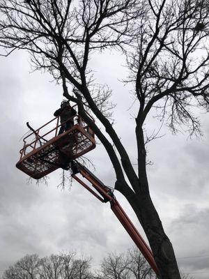 Ripley's Tree Service