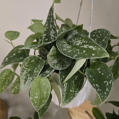 Satin Pothos