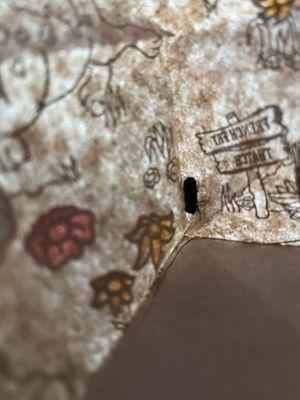 BUG..A little more protein than I ordered. Management replied "... what did you want me to do with it? Take it out?..."