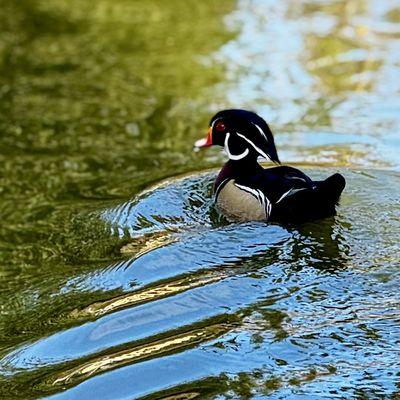 Alice Keck Park Memorial Gardens