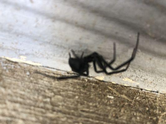 I Spy Colorado Home Inspections And Pest Control