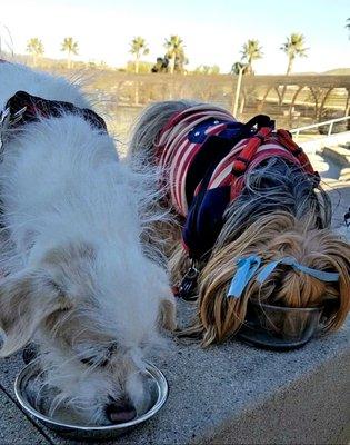 Yorkie & Jacktese devouring their Lamb's Nature's Logic!