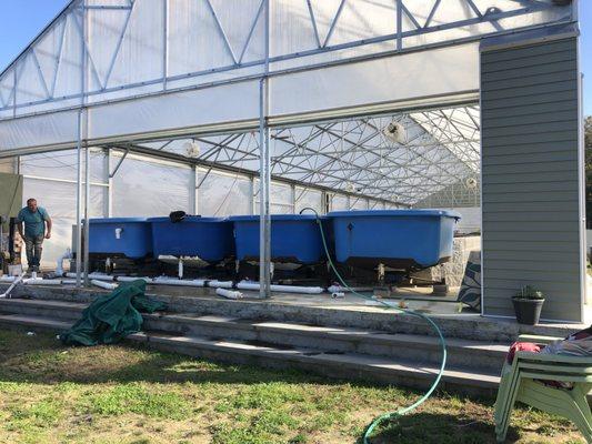 Beni Hanna Nishikigoi