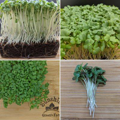 Sunshine Green's Farm