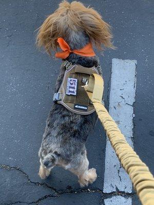 Couture Pet Grooming