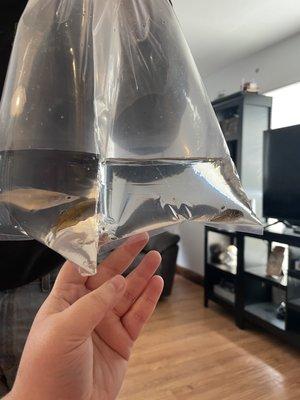 Lynn's Exotics & Aquatics