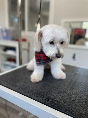 Fluffy Pawz Dog Grooming