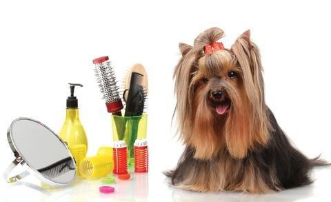 Pampered Pup Spa & Salon