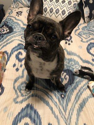 Wixom Family Pet Practice