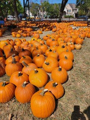 Awesome pumpkin patch