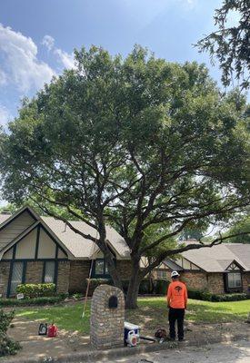 Platinum Tree Service