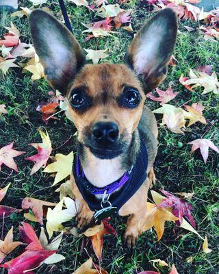 Mister Beever's Paws & Claws