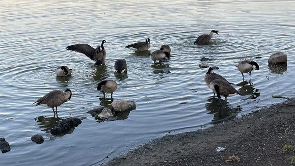 Canada Geese in the early morning