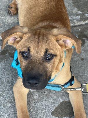 Barking Hound Village