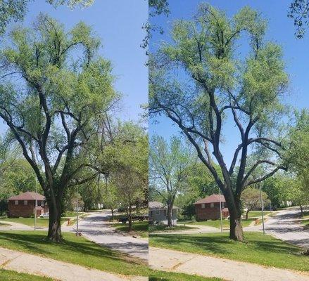 Chris Chance Tree Trimming