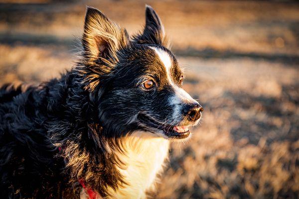 Ruff House Dog Boarding