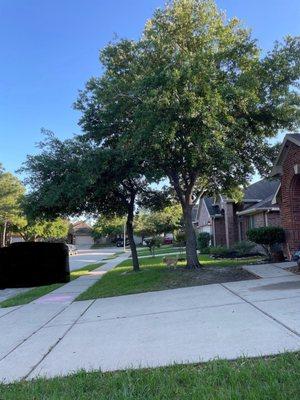 Crystal Tree Service