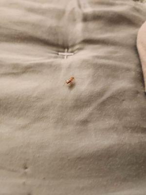 Cadillac Flats Apartments