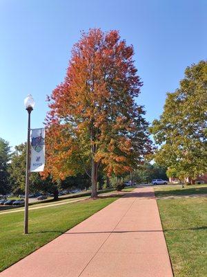 Wysor Ecological Services