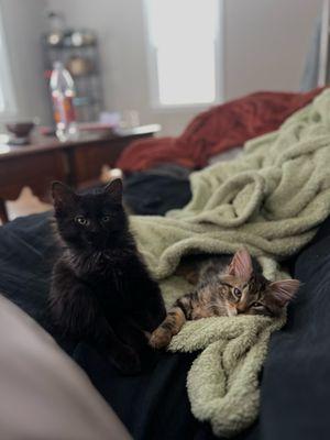 Meriden Humane Society