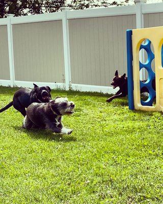 Love Your Dog Daycare