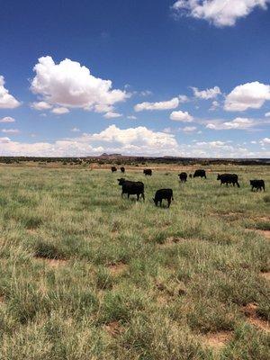 Here are some of our black angus cattle freely grazing in a pasture near Snow flake, Arizona