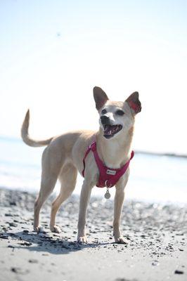 Eliot Veterinary Hospital