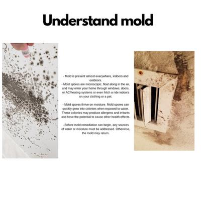 Mr. Mold - Mold Removal Experts