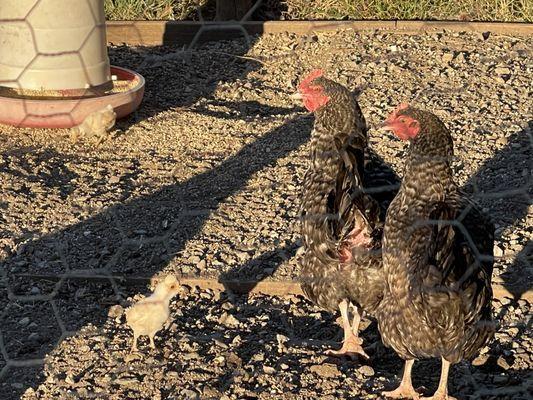 Rest Assured Animal Care