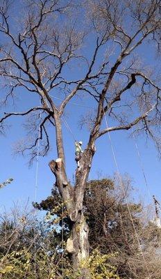 Willies Yard Tree and Lawn care