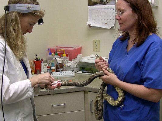 Dr. Marnie brings her special interest in Exotic Species to Hilltop Animal Hospital