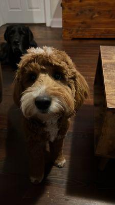 Bonded Companions Dog Training