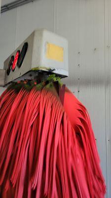 Car wash with plant and mildew