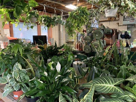 Costantino Nursery