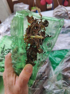 Four Seasons Nursery