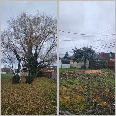 Good Andy's Tree Business