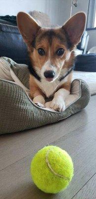 Mozzarella loves his tennis balls!