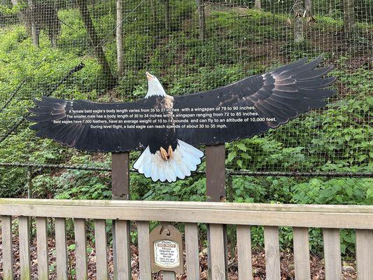Description of the eagles