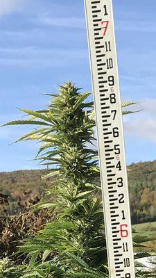 Vermont Mealworm Farm