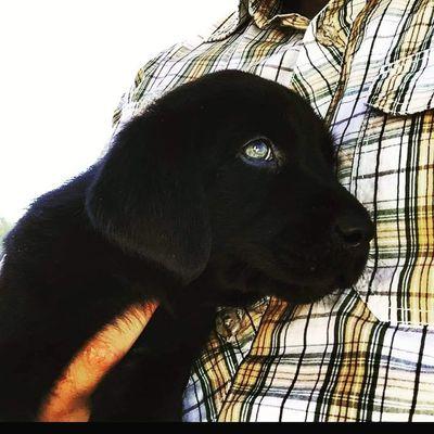 Lake Shore Animal Hospital