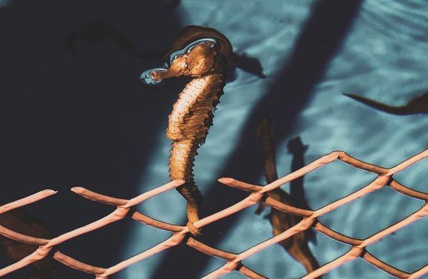 Ocean Rider Seahorse Farm