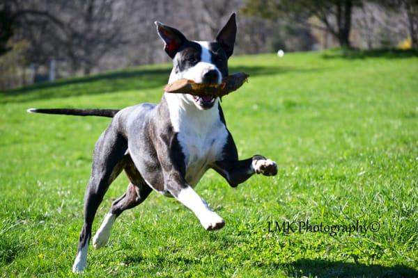 Animal Fare's Almost Home Dog Care